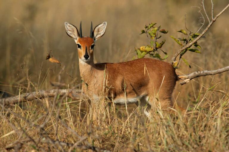 Hunting Steenbok in Africa