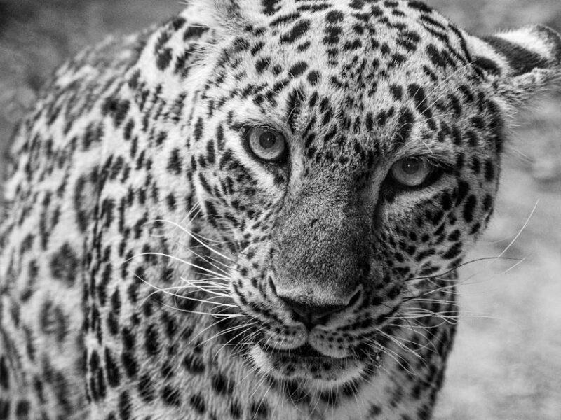 Close up image of a leopard