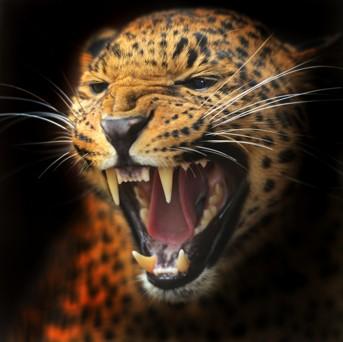 leopard