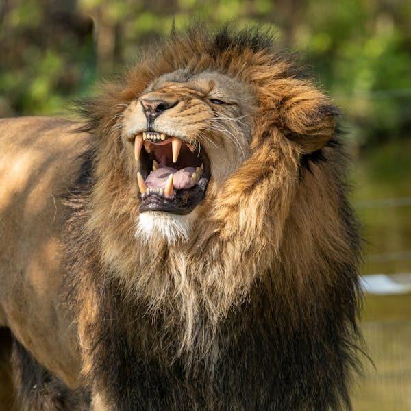 Lion hunting in Africa: Male lion roaring