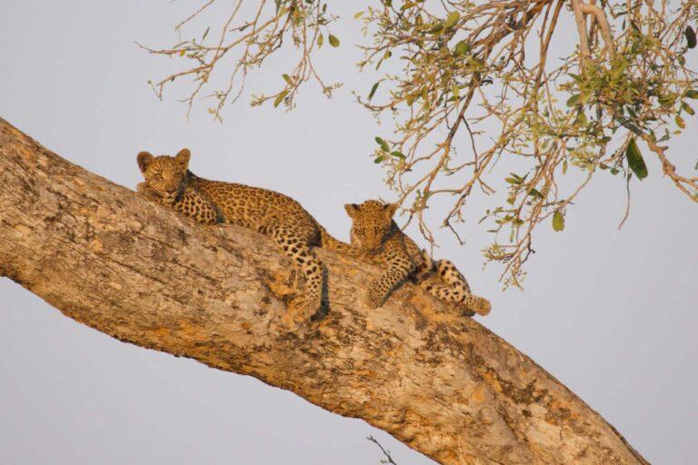 Two leopards in a tree