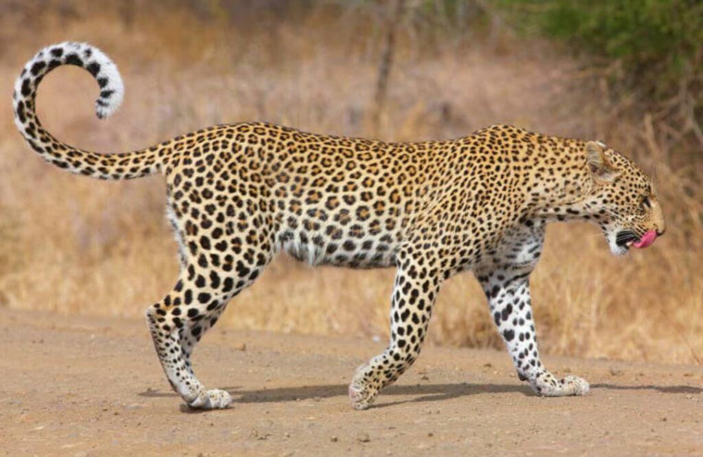 Leopard Side View