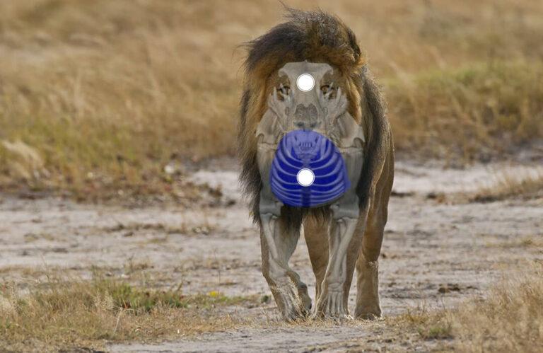 front view shot placement on a lion