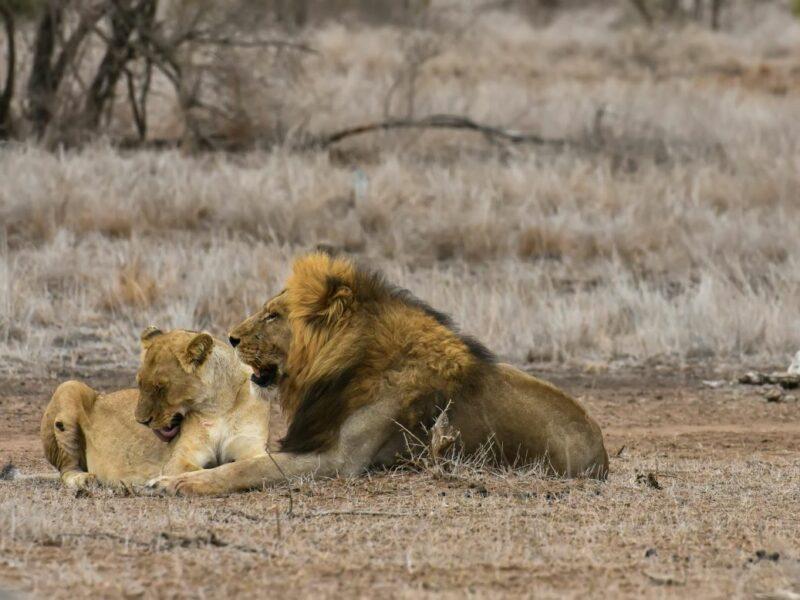 Lion and lioness lying on the African plain