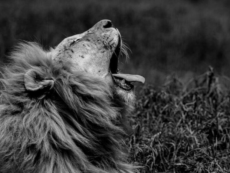 black and white image of a large male lion yawning