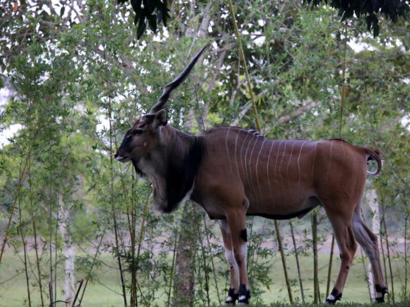 Lord Derby's Eland by cuatrok77 posted on flickr