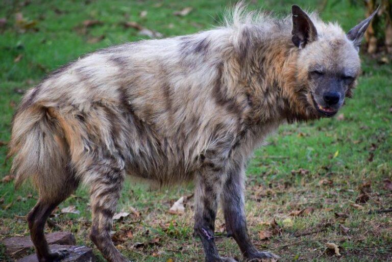 Love the grin on this Hyena, up to no good