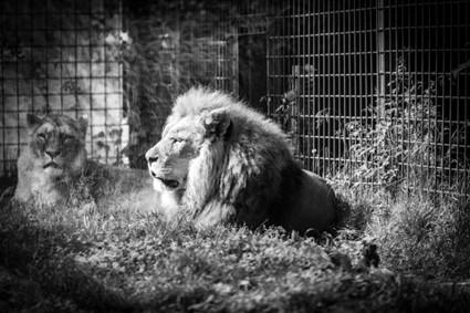 Black and white image of lion in a caged area
