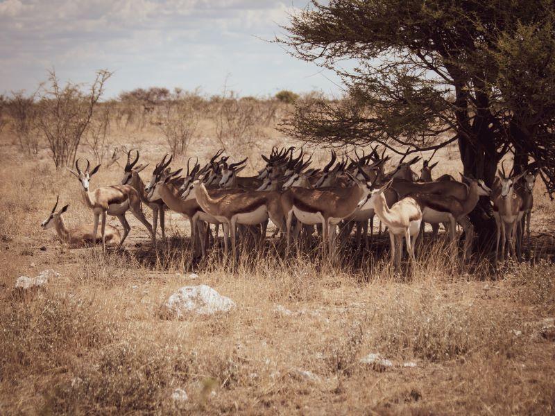 Group of springbok standing in the shade of a tree