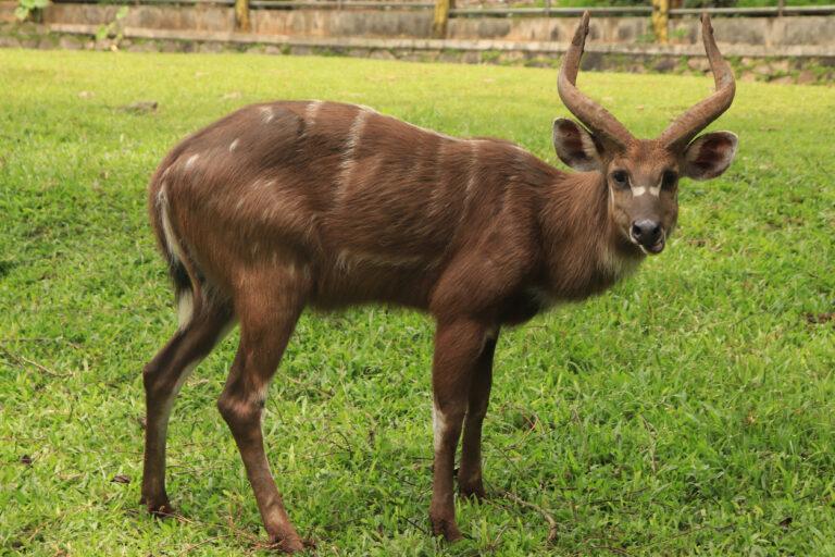Western Sitatunga