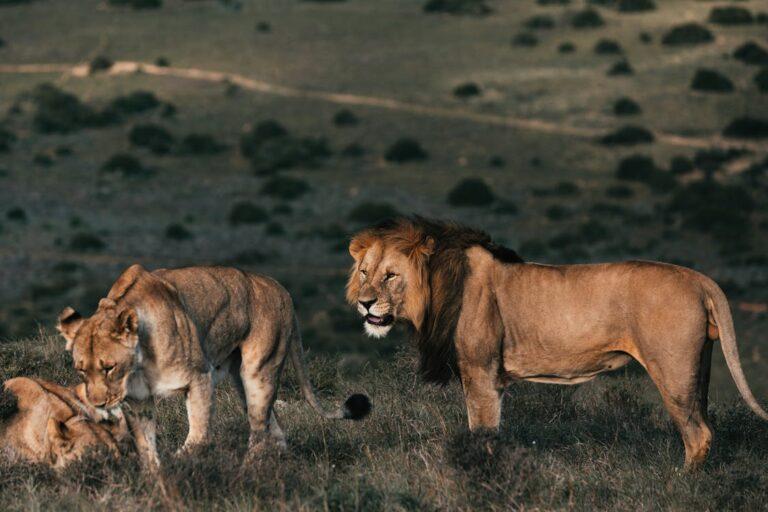 Male and female lion to target when lion hunting in Africa