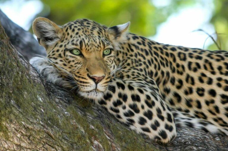 Close up of a leopard lying in a tree