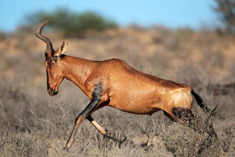 Red Hartebeest Hunting in Africa