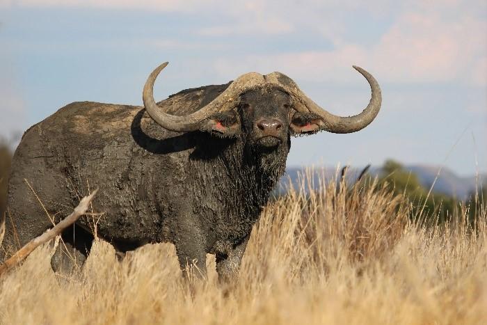 Savanna Buffalo, Buffalo Hunts in Africa, Big 5 Hunting