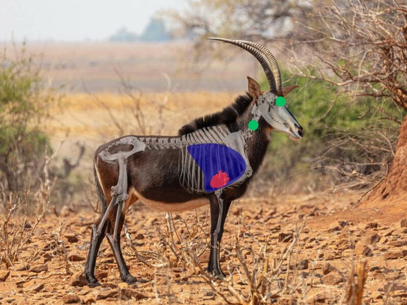 Side view of Sable - Shot Plaement