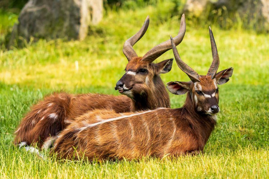 Two sitatunga antelopes lying on the green grass
