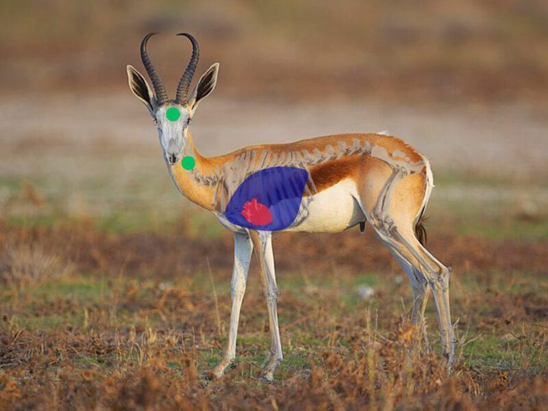 Springbok Side View Shot Placement