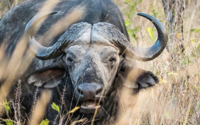 Cape Buffalo front view