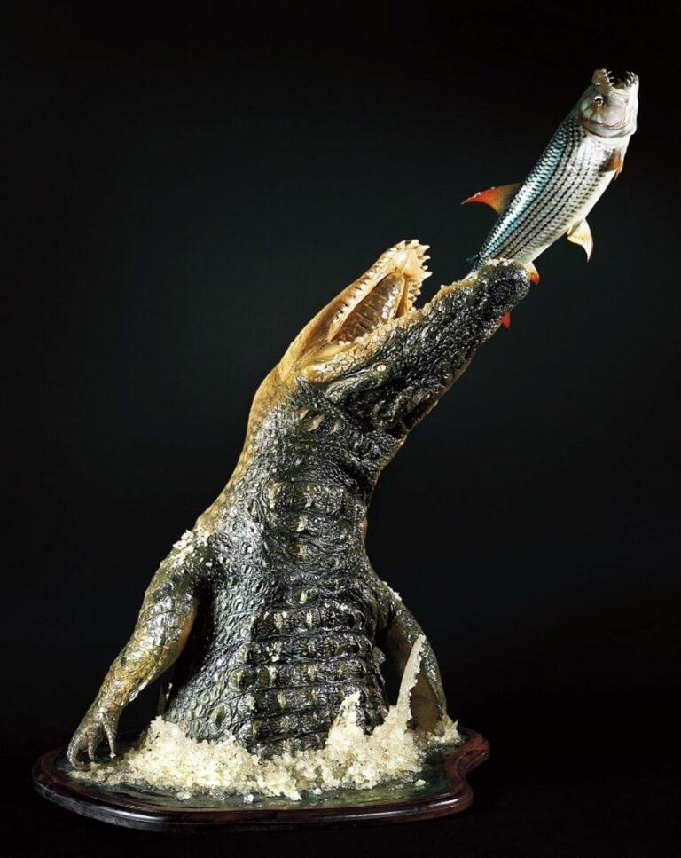 Crocodile and tiger fish laid out by taxidermist