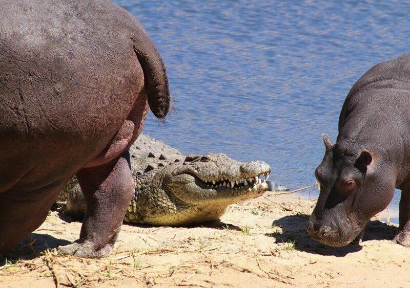 The Nile crocodile and hippo share the same habitat, ensuring a great combination game hunting safari.