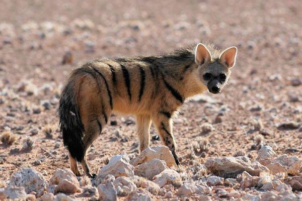 The aardwolf is often targeted on specialty game hunting safari. Foto credit: Wikipedia
