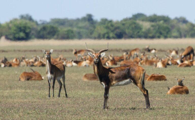 black lechwe antelope with more of the herd in the background