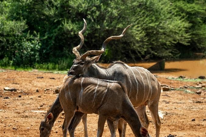 A group of kudu standing in the bush grazing