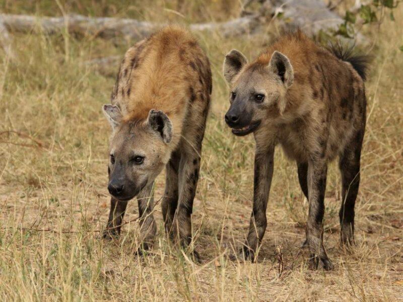 Two hyenas standing in the veld