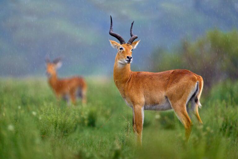 Uganda Kob