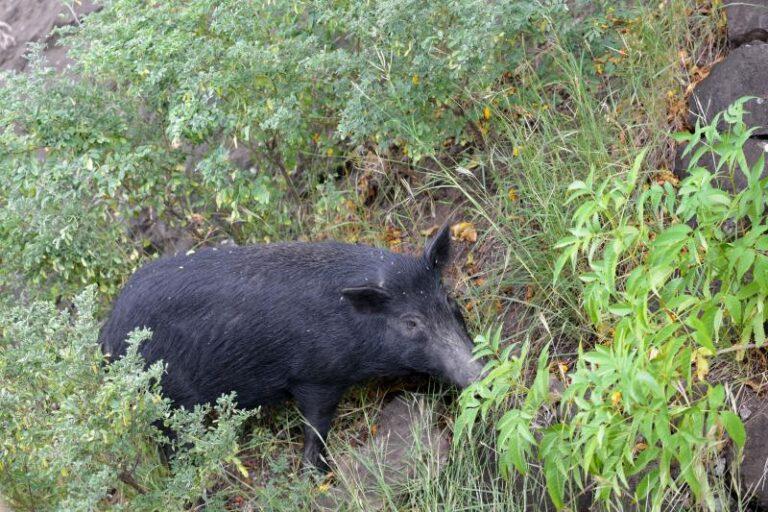 wild boar in Mauritius