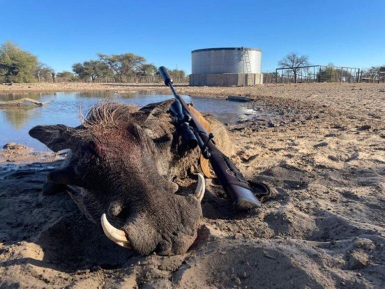warthog harvested in the Kalahari