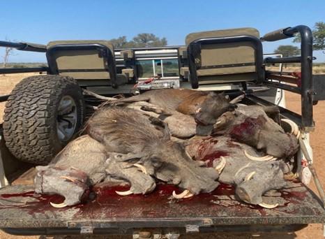 Dead warthogs on the back of a truck, after a cull hunt