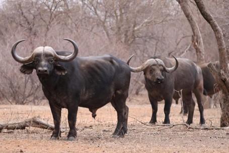 group of immature buffalo bulls.