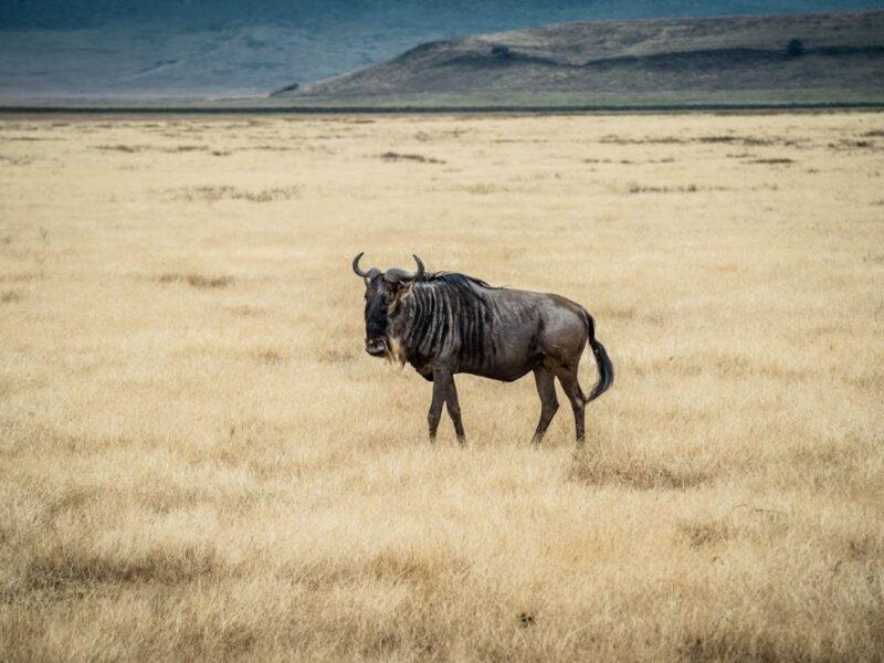 Blue wildebeest walking along the bushveld