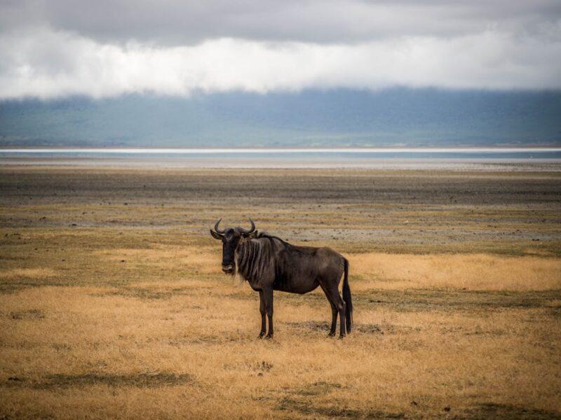 Blue wildebeest in Tanzania