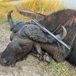 Cape buffalo