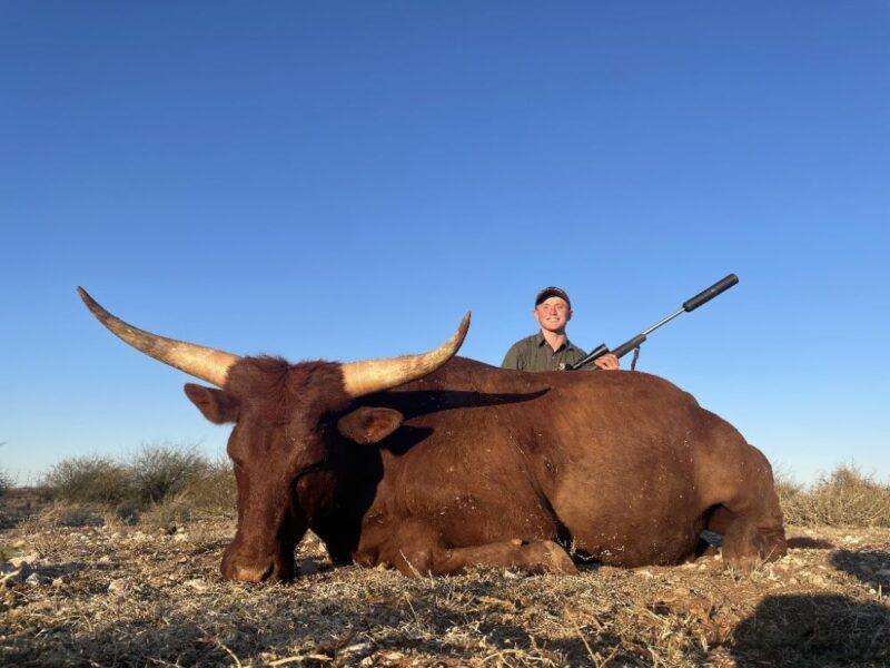 large cow hunted by a young man