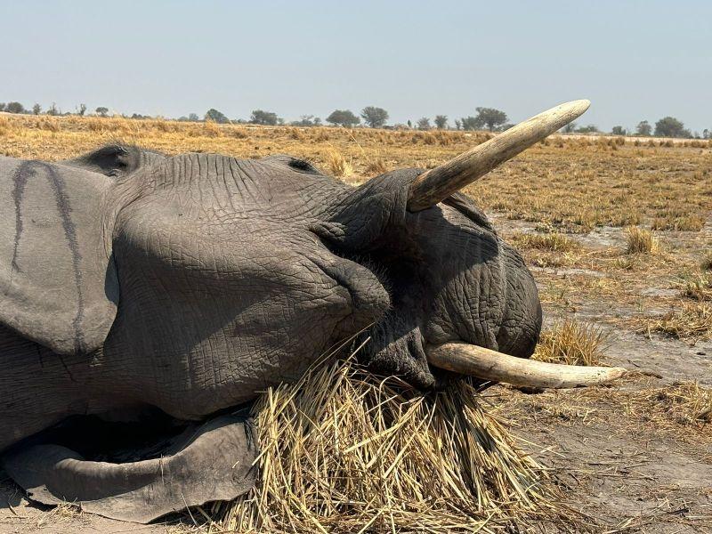 close up of an elephant's head.