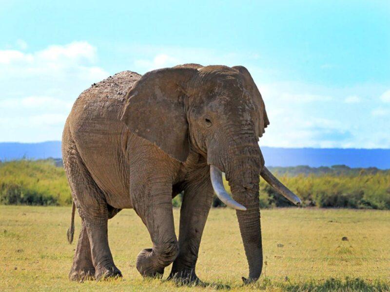Lone elephant walking across an open field