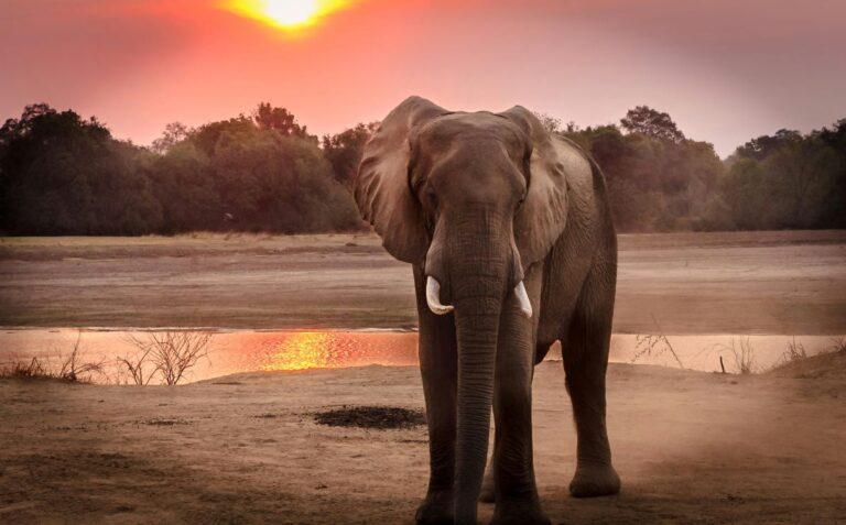Elephant standing in front of a water hole, with the sun setting in the background