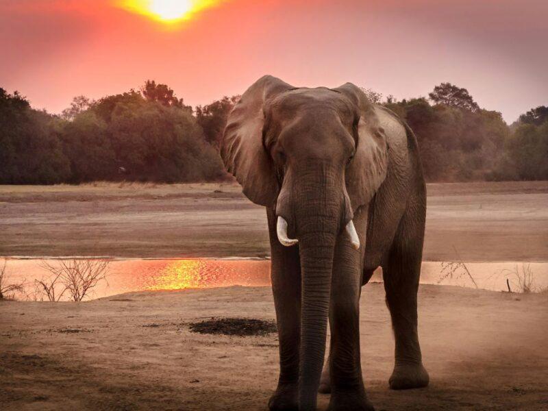 Elephant standing in front of a water hole, with the sun setting in the background