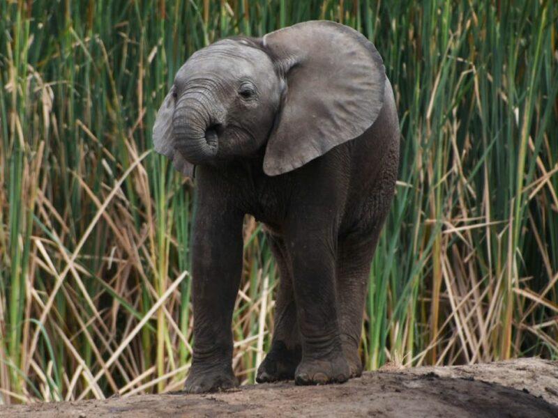 Tiny elephant calf standing on a rock.