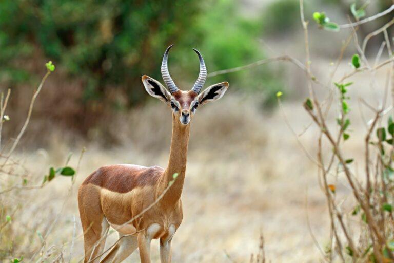 Gerenuk in the wild