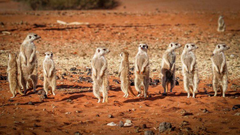 Meerkat hunting