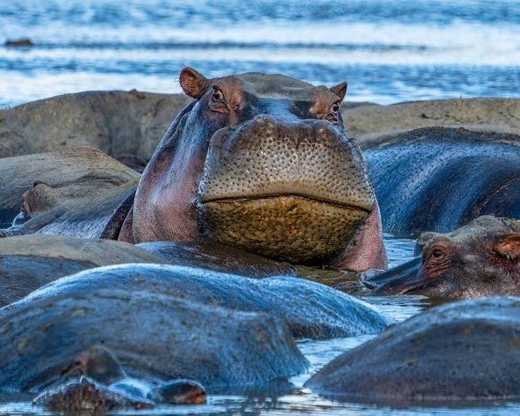 A group of hippos in water