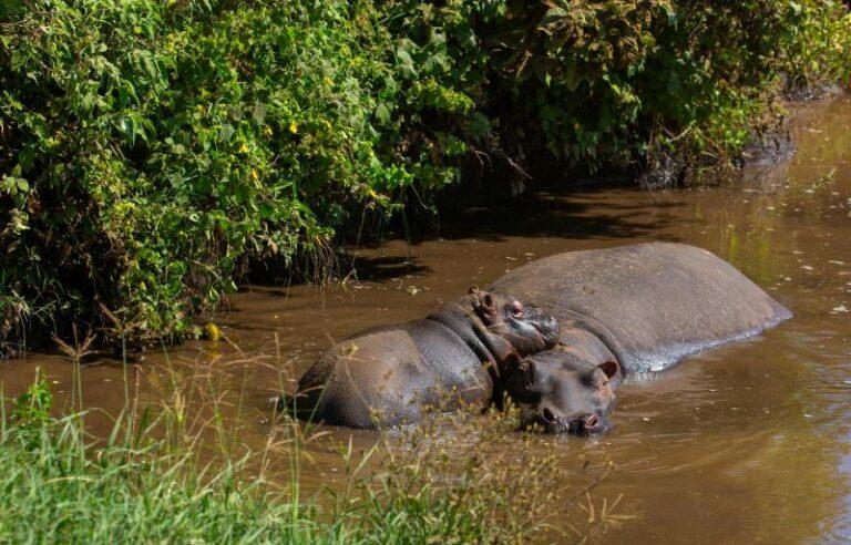 hippo cow and calf in the water