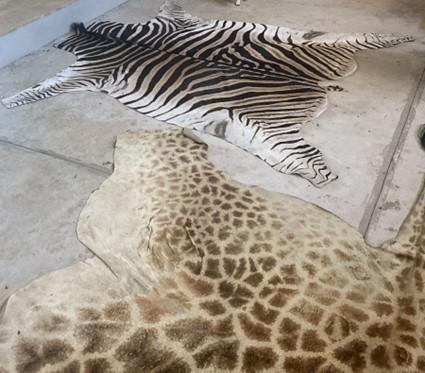 rub mount of a zebra and giraffe