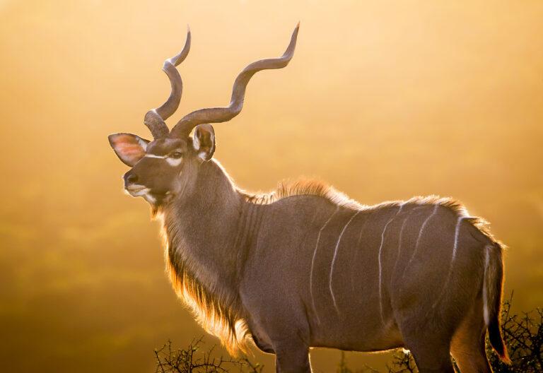 Kudu bull standing at sunset in South Africa