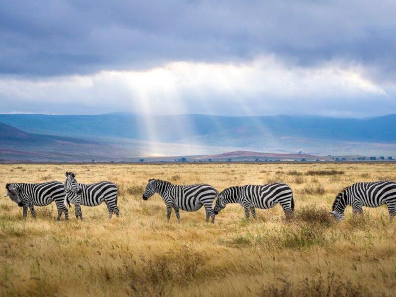 zebras standing on the savanna
