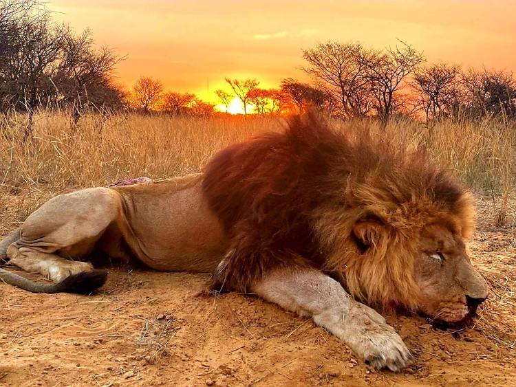 Leopard Hunting in Namibia & Brown Hyena Cancelation Hunt